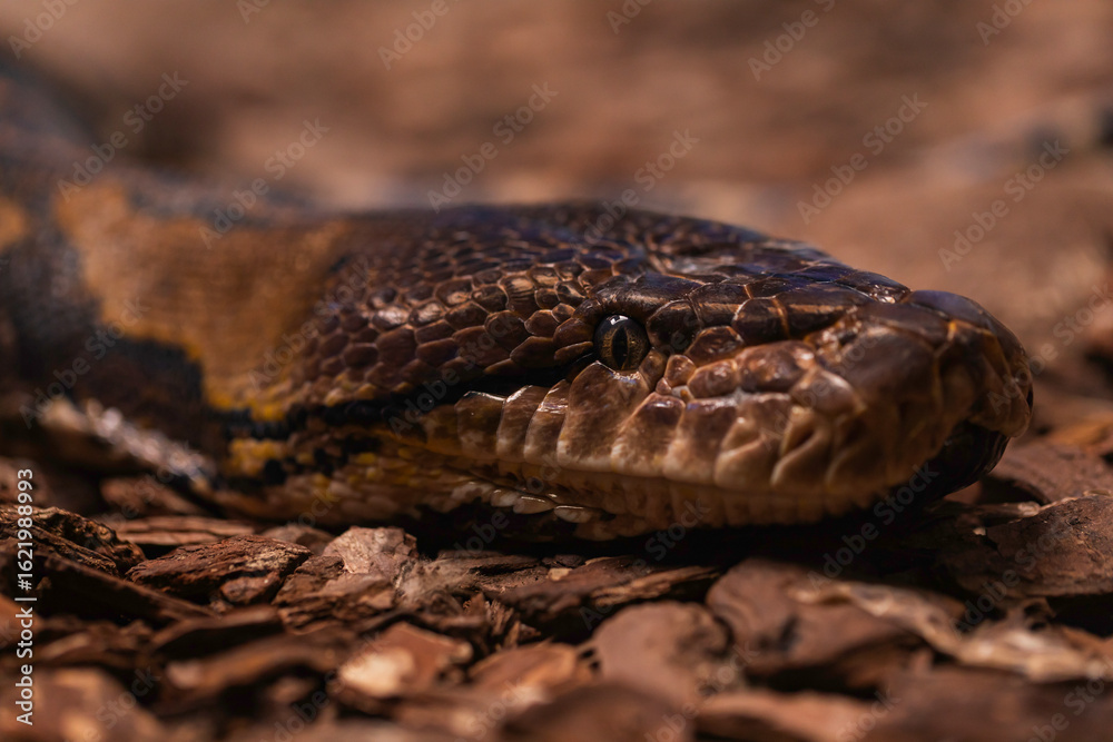 Fototapeta premium Close-up of a large reticulated python head on forest floor with dry leaves, showcasing detailed scales, piercing eye, and natural camouflage in tropical reptile habitat