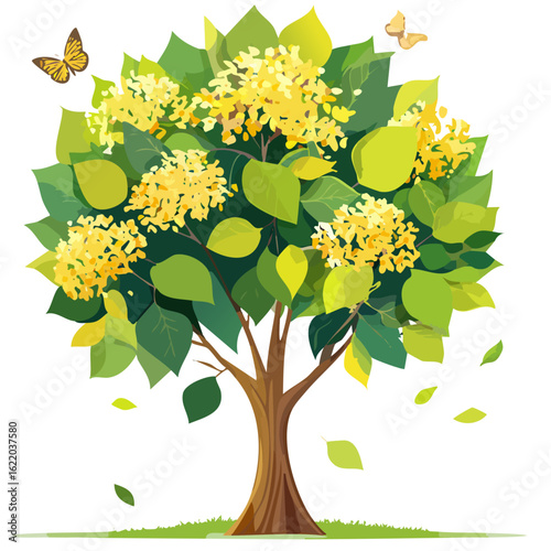 an image of a flowering linden tree