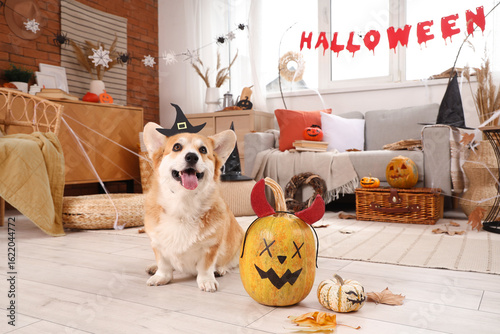 Cute Corgi dog in witch hat...