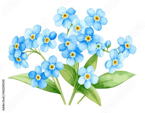 Delicate spring bouquet of blue forget-me-not flowers. A beautiful hand-drawn watercolor botanical illustration isolated on white.