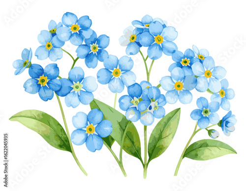 Charming watercolor painting of delicate blue forget-me-not flowers. Botanical illustration of a spring floral arrangement on a white background.