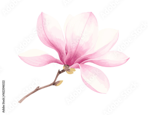 A beautiful watercolor illustration of a single pink magnolia flower blooming in spring. Delicate botanical art isolated on a white background.