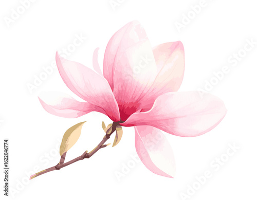 A delicate watercolor illustration of a beautiful pink magnolia flower in full bloom on a branch, isolated on a white background.