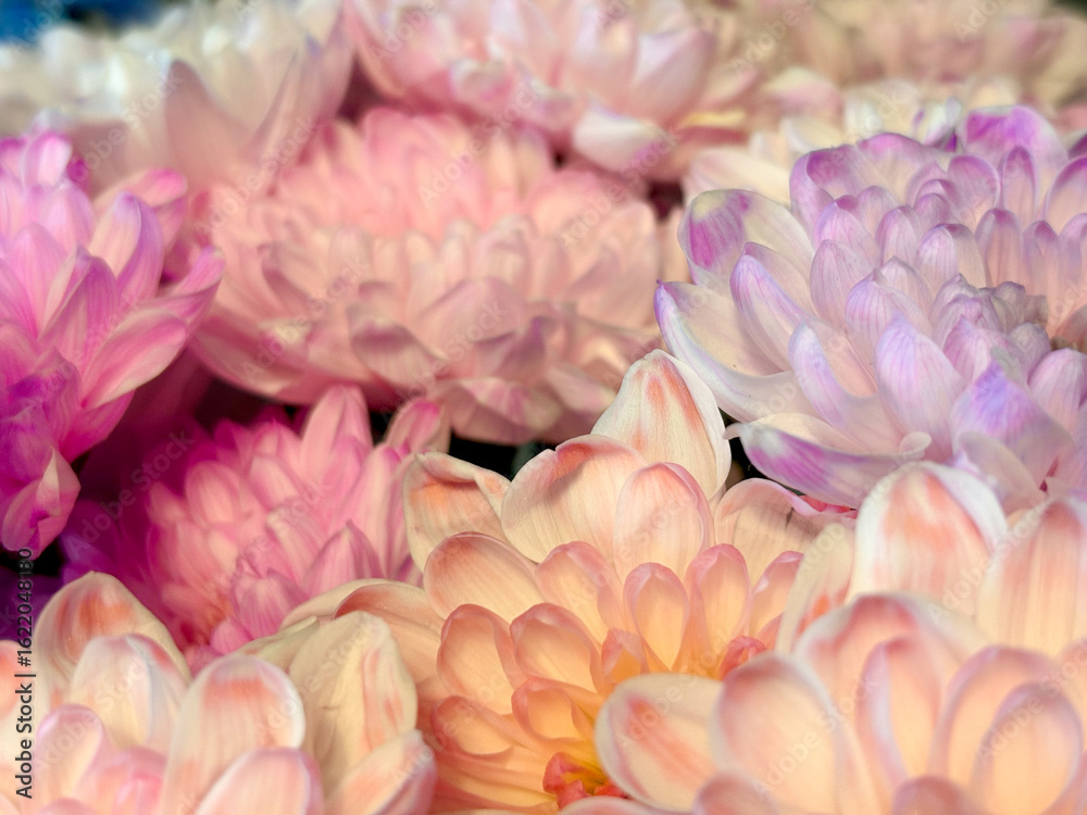 Obraz premium Flowers closeup.Background with different colors, red rose in the center of the frame.