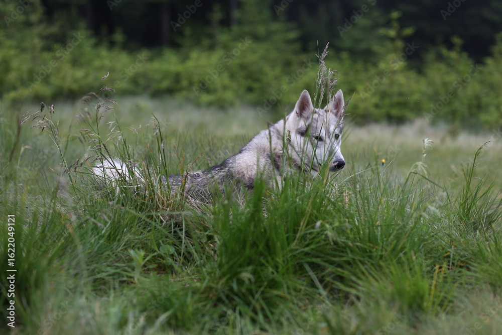 Obraz premium Gray Husky-Wolf Lying in the Grass