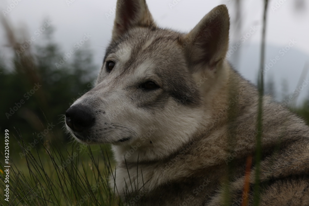 Fototapeta premium Close-Up Portrait of a Husky-Wolf Hybrid