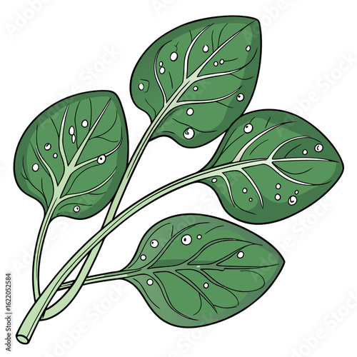 Fresh green spinach leaves with water droplets