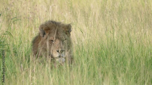 タンザニア、セレンゲティのライオン