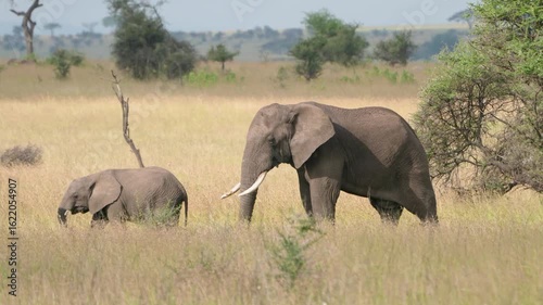 タンザニア、セレンゲティのゾウ