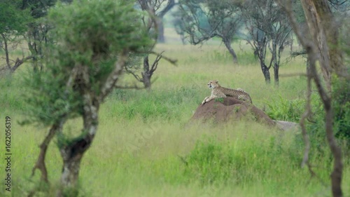 タンザニア、セレンゲティのチーター
