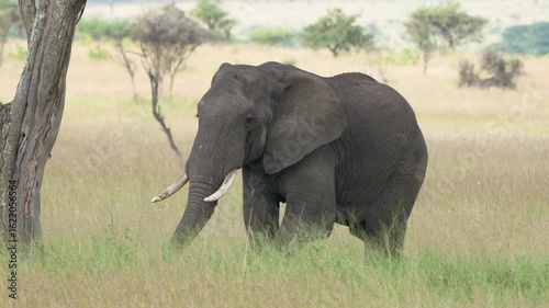 タンザニア、セレンゲティのゾウ