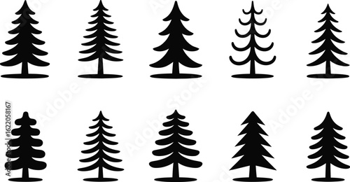 Black pine trees evergreen forest