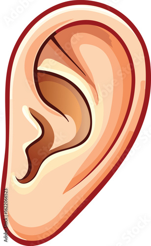 A detailed illustration of a human ear, showcasing its anatomical features and structure.