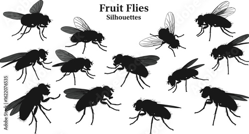 Collection of black fruit fly silhouettes, detailed insect vector illustrations, flying pest graphics, isolated design on white background, entomology icons for scientific and design use