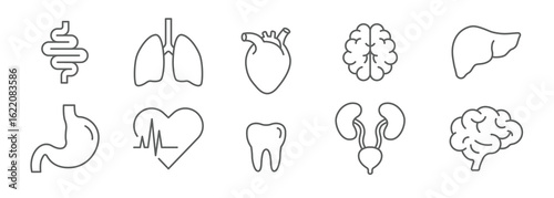 Human Organ Icon Set, Editable Stroke Outline of Tooth, Liver, Brain, Intestine, Lung, Heart, Stomach, Urinary System for Medical Anatomy and Healthcare Illustration