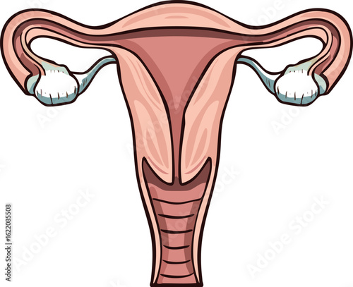 A detailed illustration of the female reproductive system, showing the uterus and fallopian tubes.