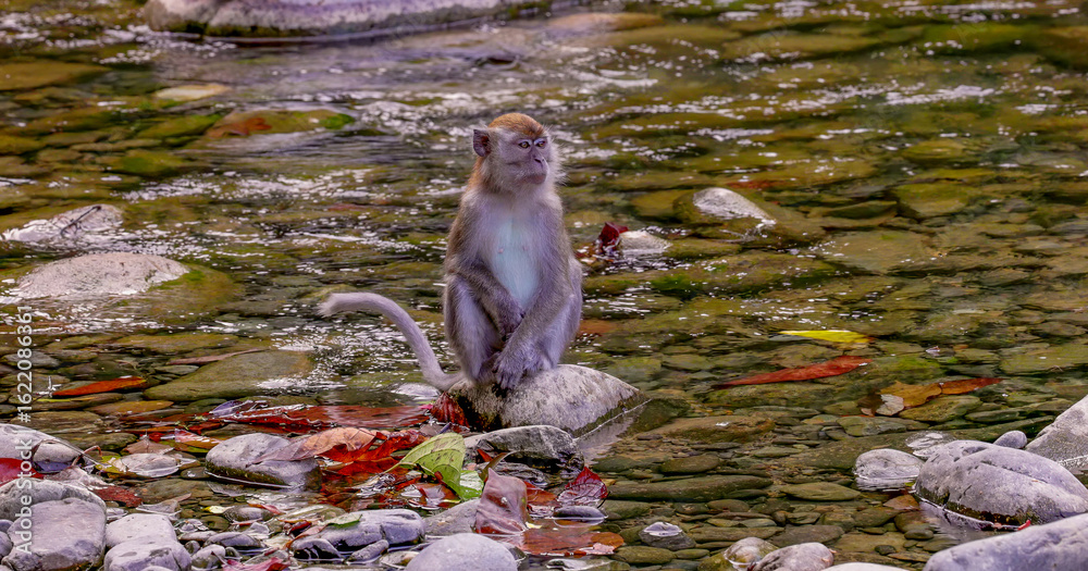 Obraz premium a long-tailed macaque sits on a rock beside the river at bukit lawang on the island of sumatra, indonesia