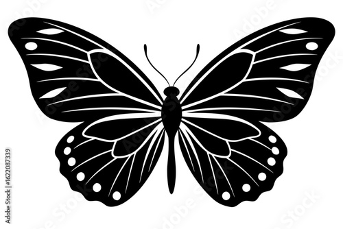 butterfly on white background