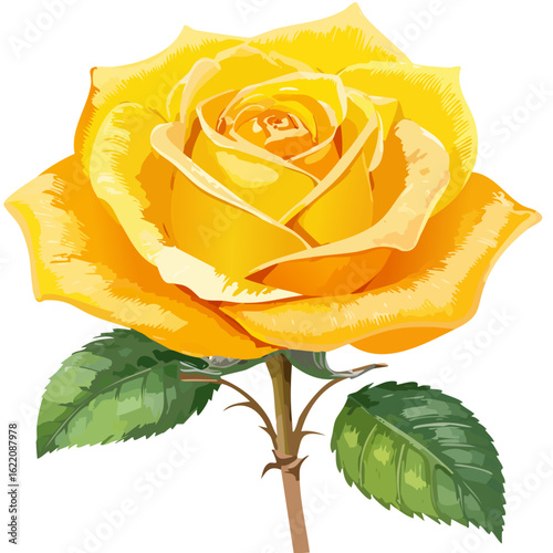 a yellow rose