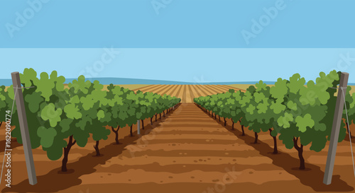 Vineyard Landscape Illustration with Rows of Grapevines Under a Blue Sky