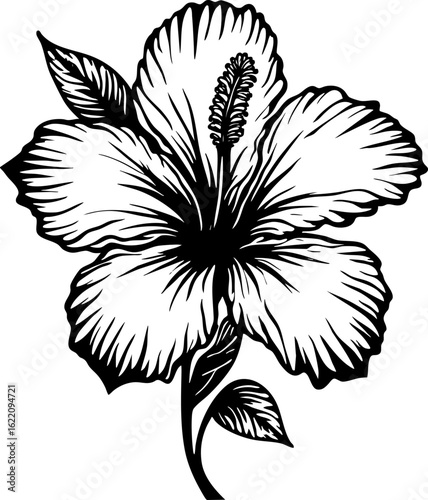 Black and White Hibiscus Flower Line Art