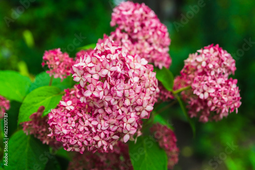Blooming pink hydrangea "Pink Annabelle" in the garden. Shallow depth of field.