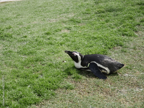 African penguin resting belly-down on lush green grass at Marine World, Fukuoka, Japan, showcasing wildlife in a peaceful natural setting.