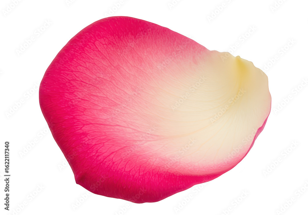Fototapeta premium A single pink and white rose petal with a gradient of color is isolated on a transparent background