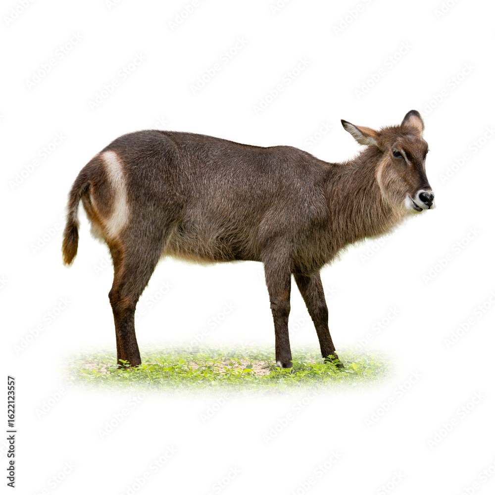 Fototapeta premium Side profile of a female waterbuck standing on grass, isolated on white background