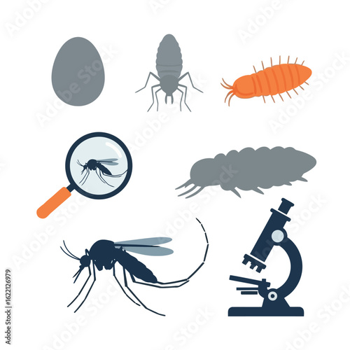Vector art of scientific illustration of mosquito life cycle and study tools, including microscope and magnifying glass isolated on white background