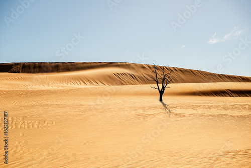 Fototapeta Naklejka Na Ścianę i Meble -  West Cape Yorke Peninsula Australia, golden sand dunes and dead tree