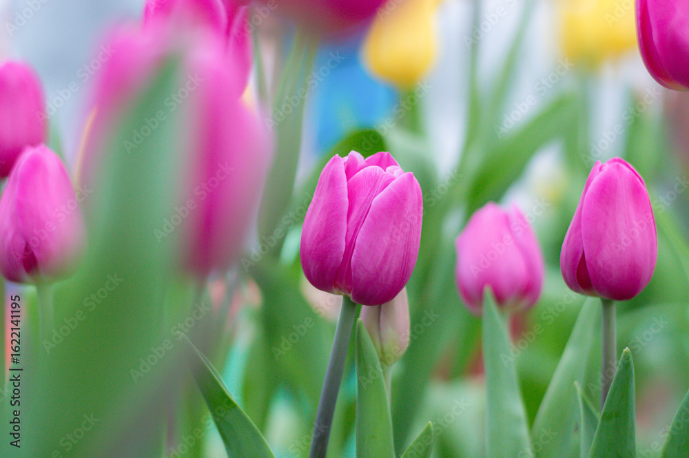 Fototapeta premium Close up pink tulips in the garden