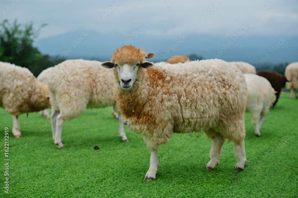 A fluffy sheep stands on green grass, surrounded by a herd, with mountains in the background under a cloudy sky. A fluffy sheep stands on green grass, surrounded by a herd, with mountains in the background under a cloudy sky.