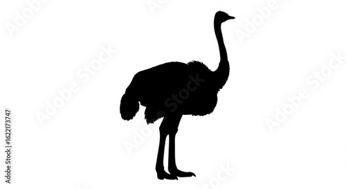 Silhouette of an ostrich standing isolated on white background