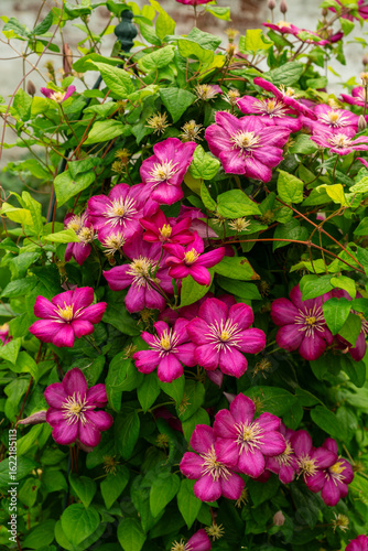Vibrant Clematis Ernest Markham with Pink Blooms in Garden