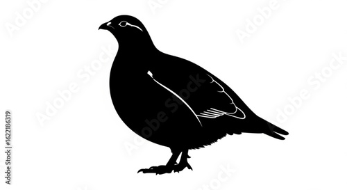 Black grouse illustration isolated on white background