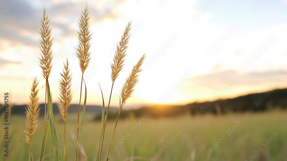 Fototapeta premium Golden grass sways gently in evening light, creating serene atmosphere at sunset