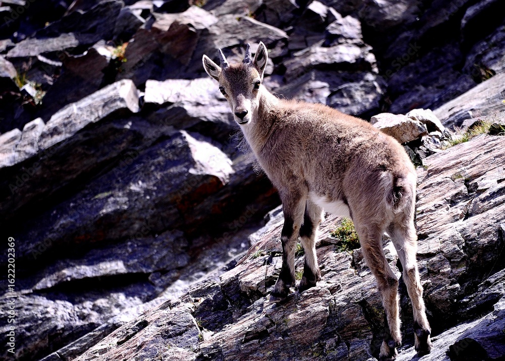 Alpine ibex (Capra ibex) in the French Alps - wildlife behavior and alpine nature Alpine ibex (Capra ibex) in the French Alps - wildlife behavior and alpine nature