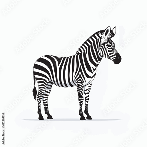 zebra isolated on white