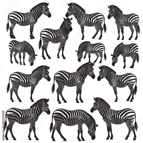 zebras