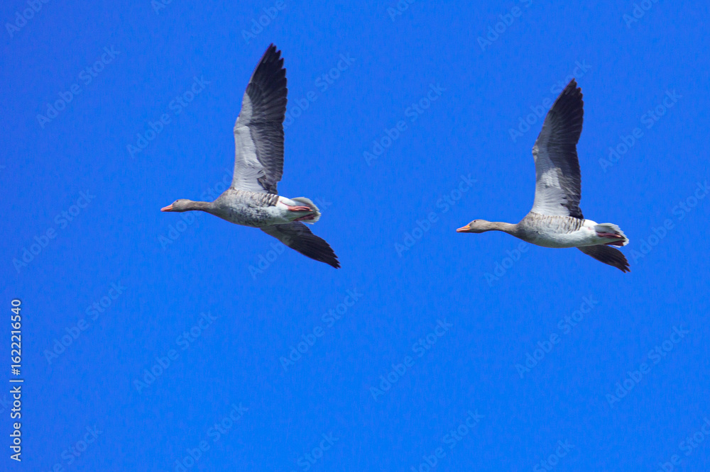 Obraz premium Two geese with long necks and wide wingspans fly across a clear blue sky, symbolizing migration, freedom, and synchronized movement in nature. 