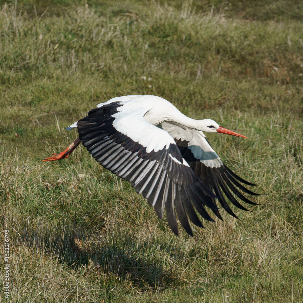 Naklejka premium A white stork with black wingtips and a red beak soars above a grassy field, captured mid-flight in a natural European habitat. 
