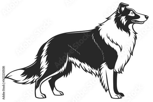 border collie dog
