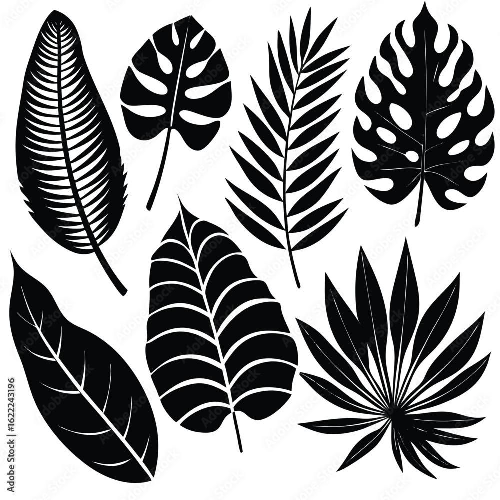 Fototapeta premium Black tropical leaves, including monstera and palm, are arranged beautifully on a white backdrop