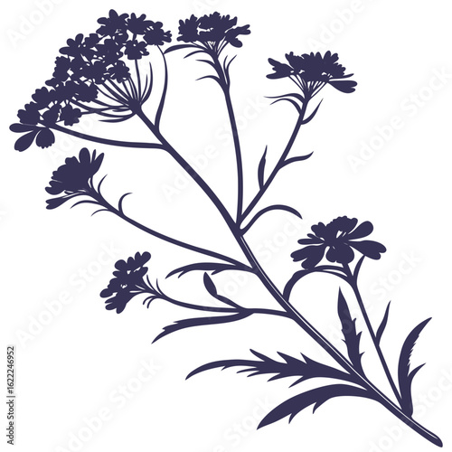iberis masterpiece candytuft on white background 