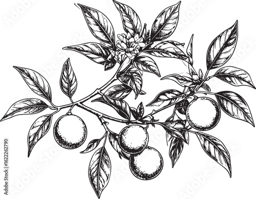 Hand-Drawn Orange Fruit with Leaves and Blossoms