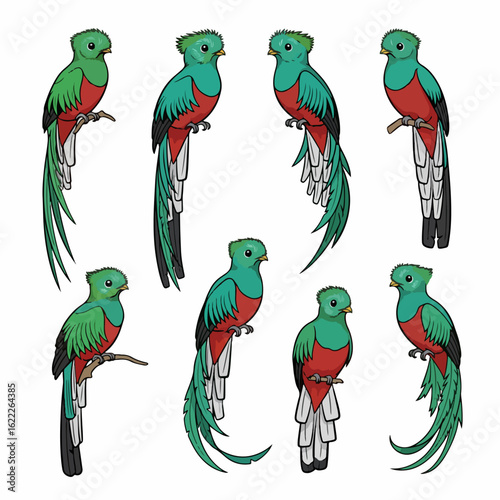 Resplendent quetzal bird in various poses