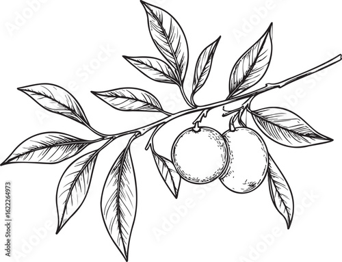 Hand-Drawn Orange Fruit with Leaves and Blossoms