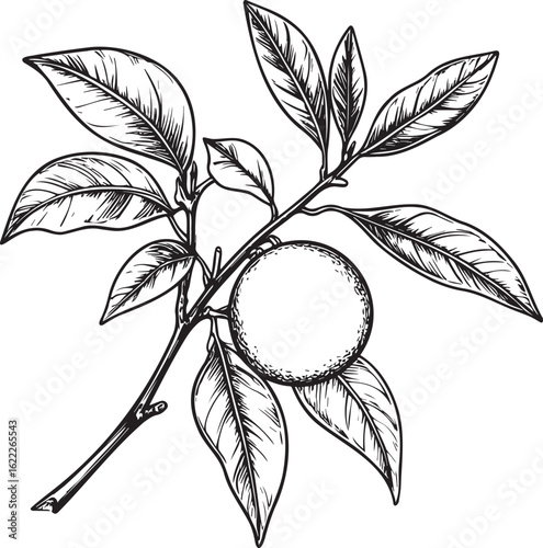 Hand-Drawn Orange Fruit with Leaves and Blossoms