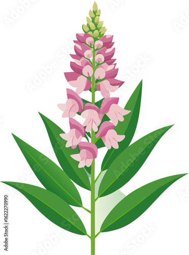 Fotografie Obedient Plant